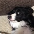 Bob_808_bodercollie