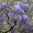 Dark lilas
