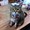 cats82