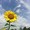sun-f845