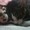 pepit739