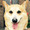 23shohei