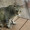はげねこ