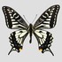 monica---butterfly