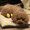 グルメサブロウ