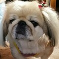 @ちゃぴこ