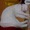 ねこねこおーぎゃん