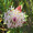 tono_443
