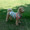tabe_inu_log