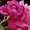 紅い野薔薇