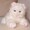 mogu_rogu