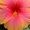 Ｃａｍｅｌｌｉａ