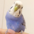 ビタコ