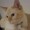 しろねこ。0511