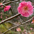 下町桜小町