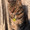 Waicat