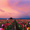 貧血気味の薔薇