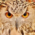 OWL1964