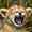 bambi.yn