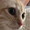俺的評価くん