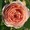 Rose2008