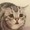 ニャンコ33ฅ^•ﻌ•^ฅ