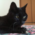 black_cat.shiro