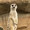 ユーザーのアイコン画像