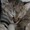 ねこらいす2020