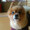 ドンちゃんとサクラ