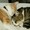 まねきねこ3515