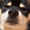 賢い犬の飼い主
