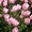 hirok564288