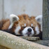 red_panda_kun