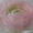 tilia_linden