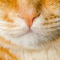 はなたぶ
