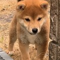 猛虎ですねん
