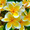 monao-