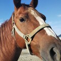 お馬さん。