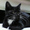 nightycatty
