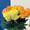 rosine35299