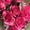 rose0926