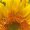 sunflower2011