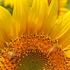 sunflower2011