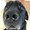 戌年の犬