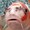 hanuma