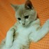ココアテン