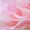 Rose-marigold