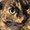 sabin619