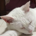 白猫レオナ